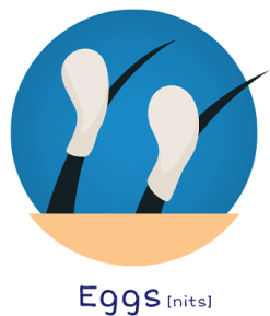 Lice eggs