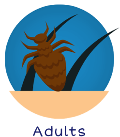 Lice Adults